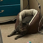 Polo joined the competition — help win amazing prizes! animal, beige, brown, carpet, cat, comfortable, cords, cozy, dresser, furniture, home, indoor, pet_bed, plush, relaxed, resting, sleepy, stretching, tabby, toy