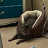 animal, beige, brown, carpet, cat, comfortable, cords, cozy, dresser, furniture, home, indoor, pet_bed, plush, relaxed, resting, sleepy, stretching, tabby, toy