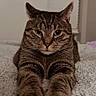 Polo joined the competition — help win amazing prizes! animal, bed, blanket, cat, closeup, cozy, cute, ears, feline, fur, home, indoor, paws, pet, portrait, relaxed, sleepy, stretching, tabby, whiskers