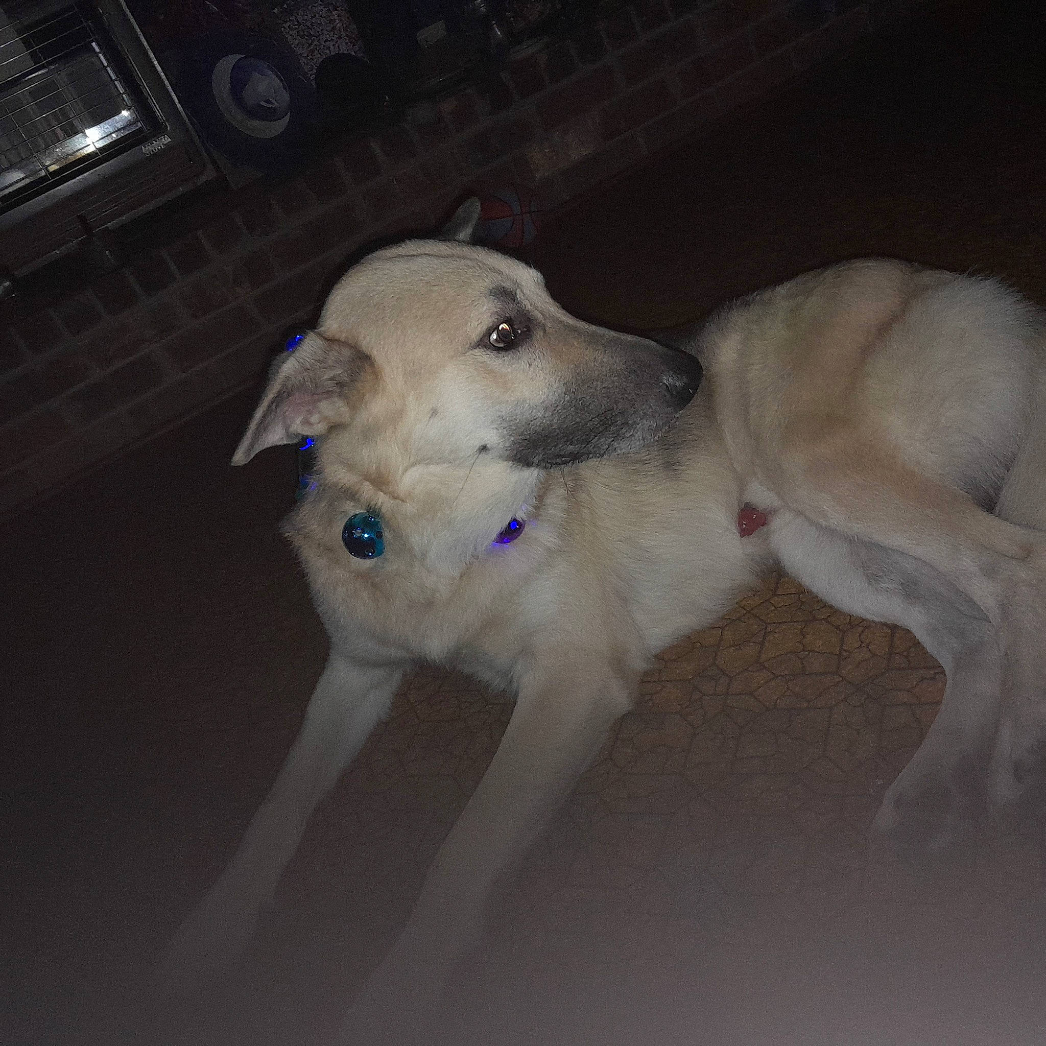 Loki Blakely joined the competition — help win amazing prizes! ancient_dog_breeds, canidae, carnivore, companion_dog, dog, dog_breed, electric_blue, fawn, night, non_sporting_group, paw, sighthound, snout, sporting_group, tail, toy_dog, working_animal