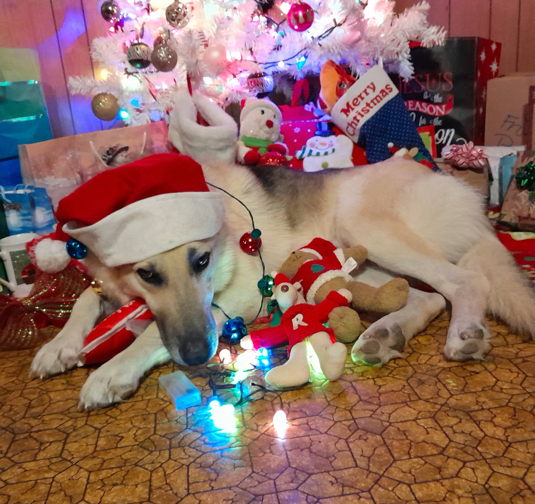 Loki Blakely joined the competition — help win amazing prizes! canidae, carnivore, christmas, christmas_eve, christmas_ornament, companion_dog, dog, dog_breed, dog_supply, event, fawn, flooring, fun, fur, holiday, human_leg, party_supply, sporting_group, toy, working_animal