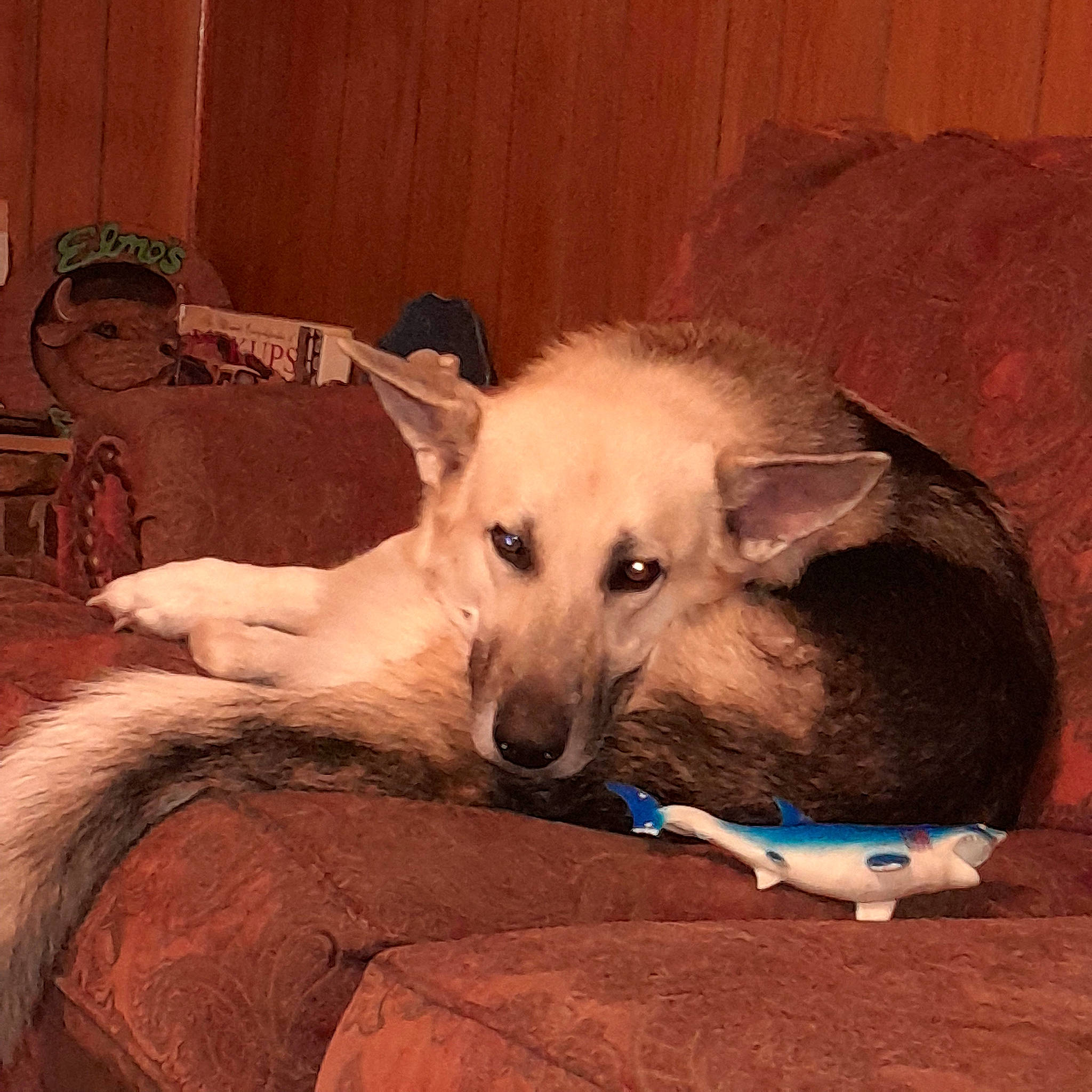 Loki joined the competition — help win amazing prizes! carnivore, comfort, companion_dog, couch, dog, dog_breed, ear, fawn, felidae, fur, german_shepherd_dog, nap, paw, small_to_medium_sized_cats, sporting_group, tail, terrestrial_animal, toy_dog, whiskers, working_animal