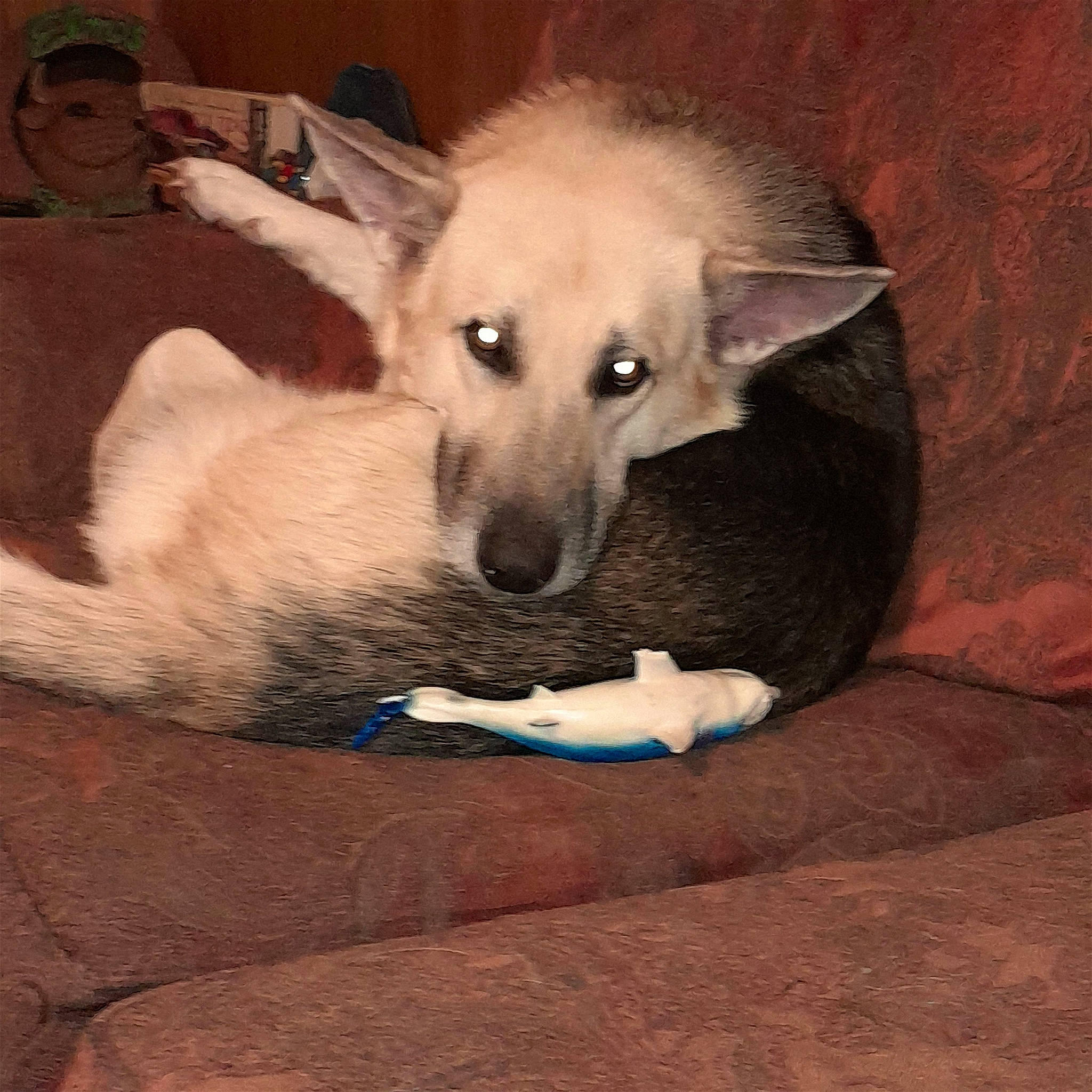 Loki joined the competition — help win amazing prizes! canidae, carnivore, comfort, companion_dog, dog, dog_breed, dog_supply, fawn, fur, german_shepherd_dog, non_sporting_group, paw, plant, puppy, snout, sporting_group, tail, terrestrial_animal, whiskers, working_animal