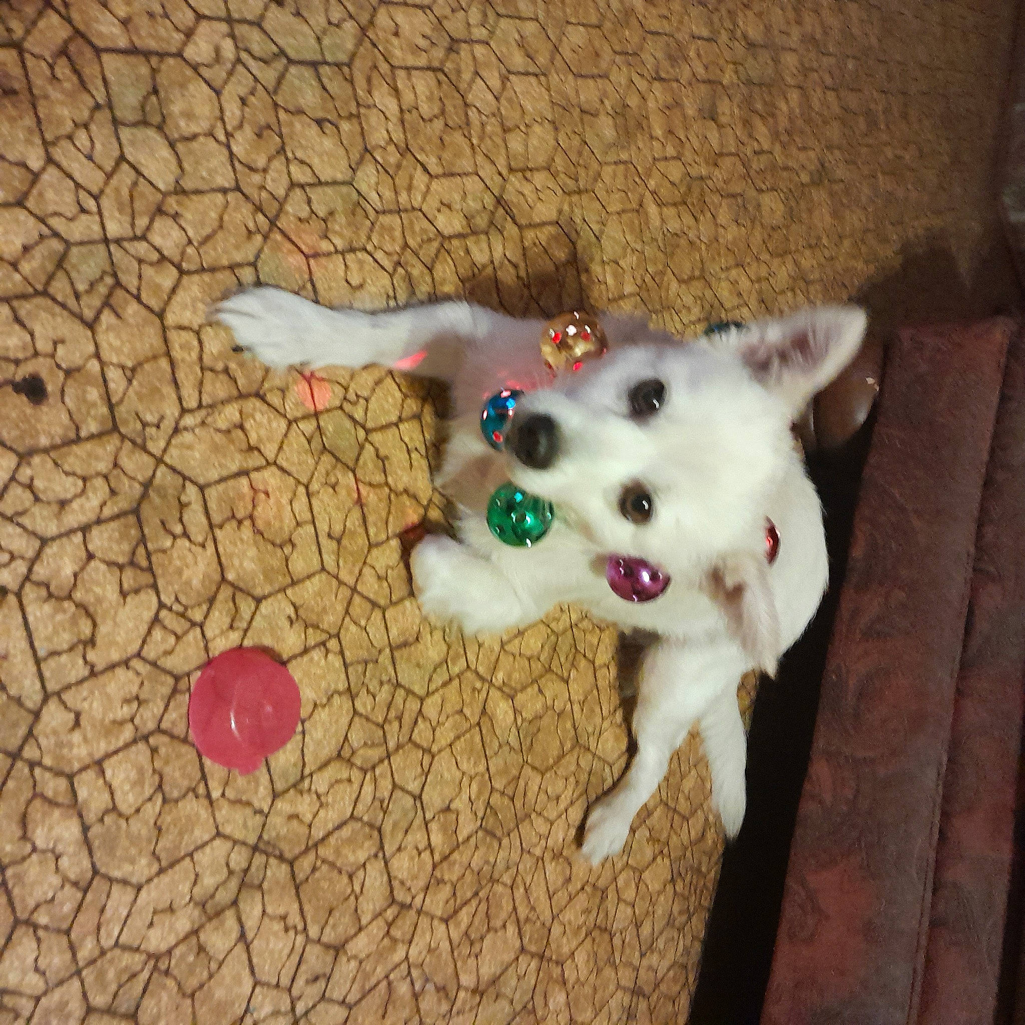 Zena Marie joined the competition — help win amazing prizes! canidae, carnivore, companion_dog, dog, dog_breed, fawn, felidae, flooring, fur, mammal, musical_instrument, paw, small_to_medium_sized_cats, snout, soil, sporting_group, tail, toy, whiskers, working_animal