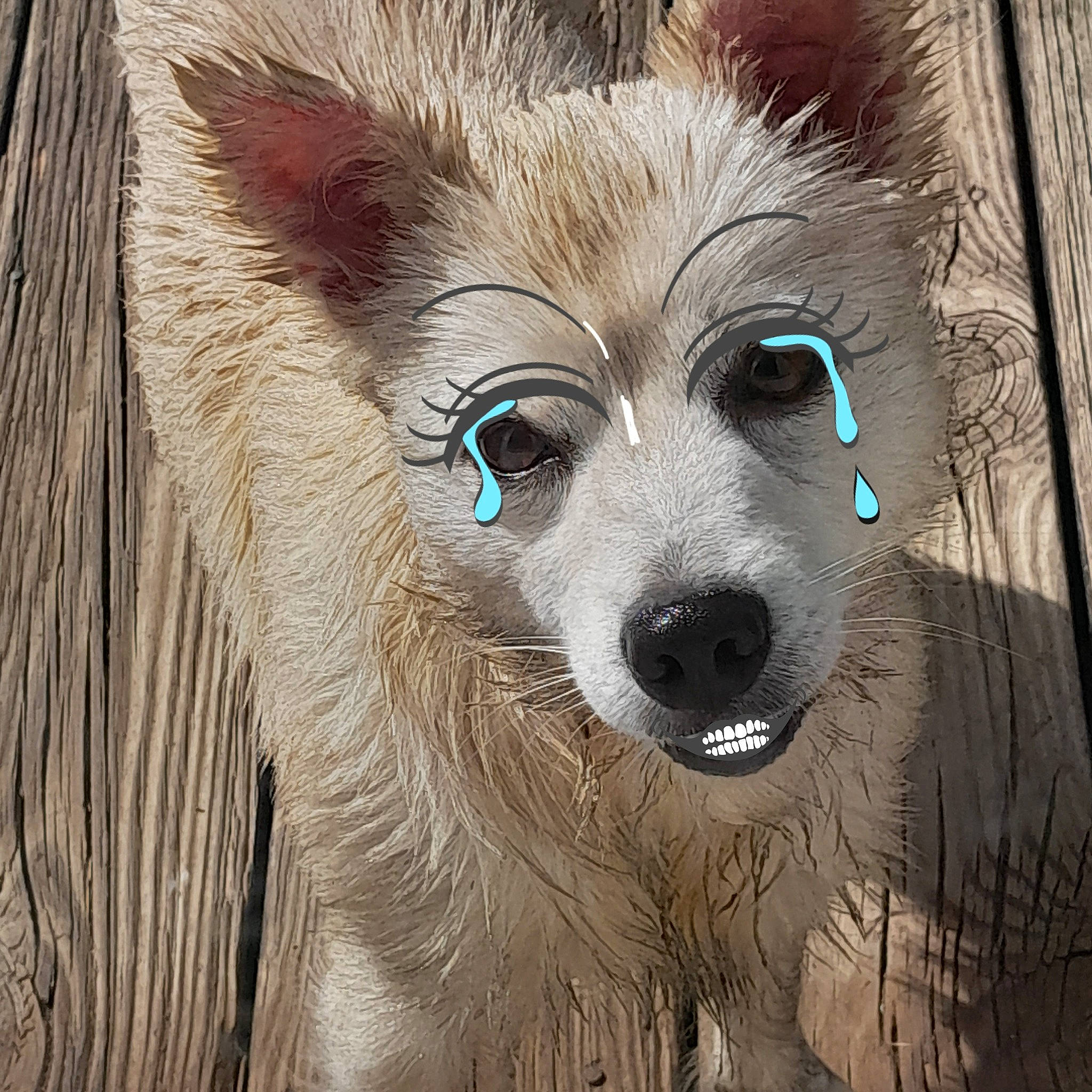 Zena Marie joined the competition — help win amazing prizes! art, canidae, canis, carnivore, close_up, companion_dog, dog, dog_breed, electric_blue, eye, fawn, fox, fur, head, snout, terrestrial_animal, whiskers, wildlife, winter, wood