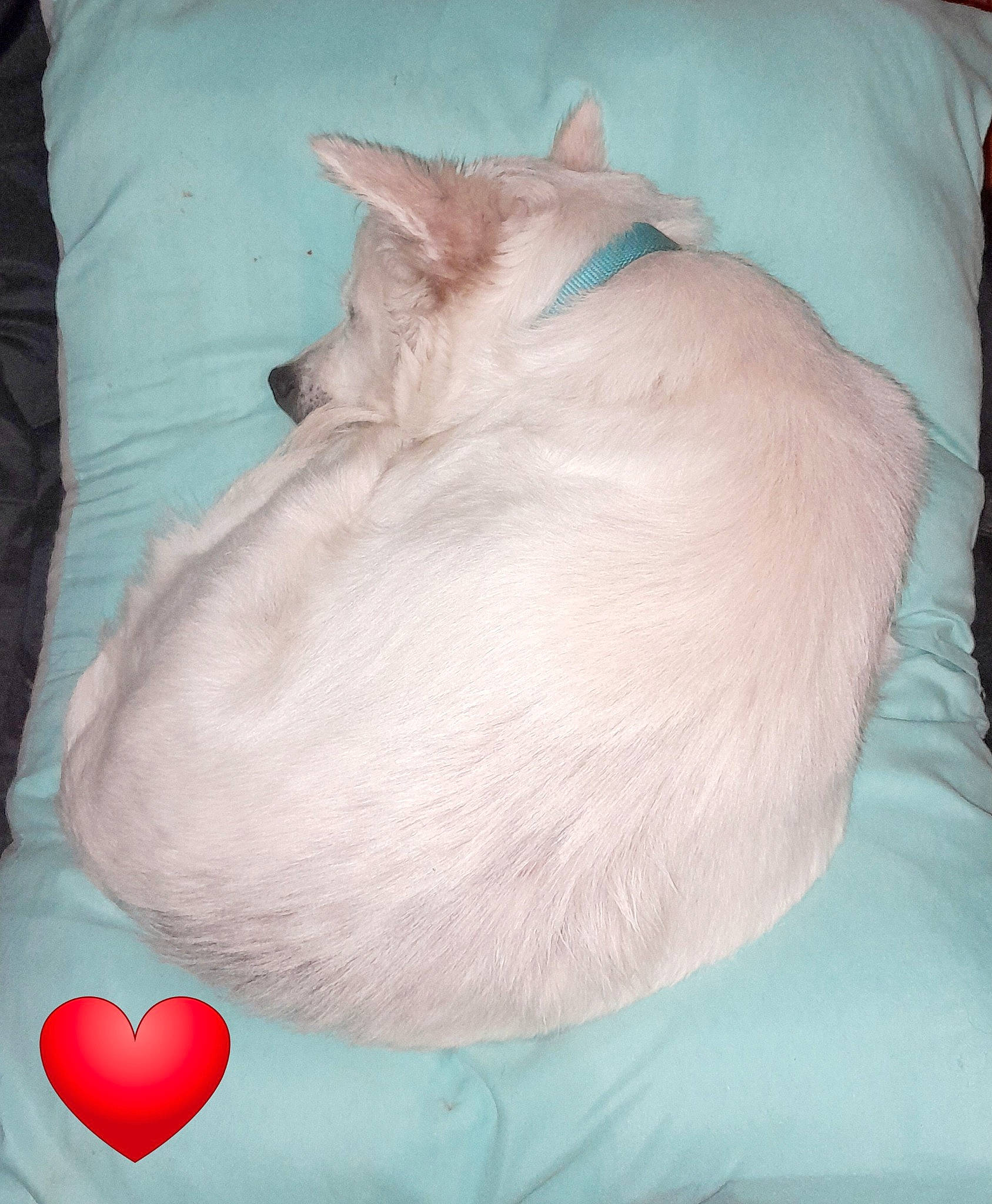 Zena Marie is registered to the contest to win money with this photo: bean_bag, canidae, carmine, carnivore, cat, cat_bed, comfort, dog_breed, fawn, felidae, fur, grey, heart, linens, nap, paw, small_to_medium_sized_cats, sporting_group, tail, whiskers