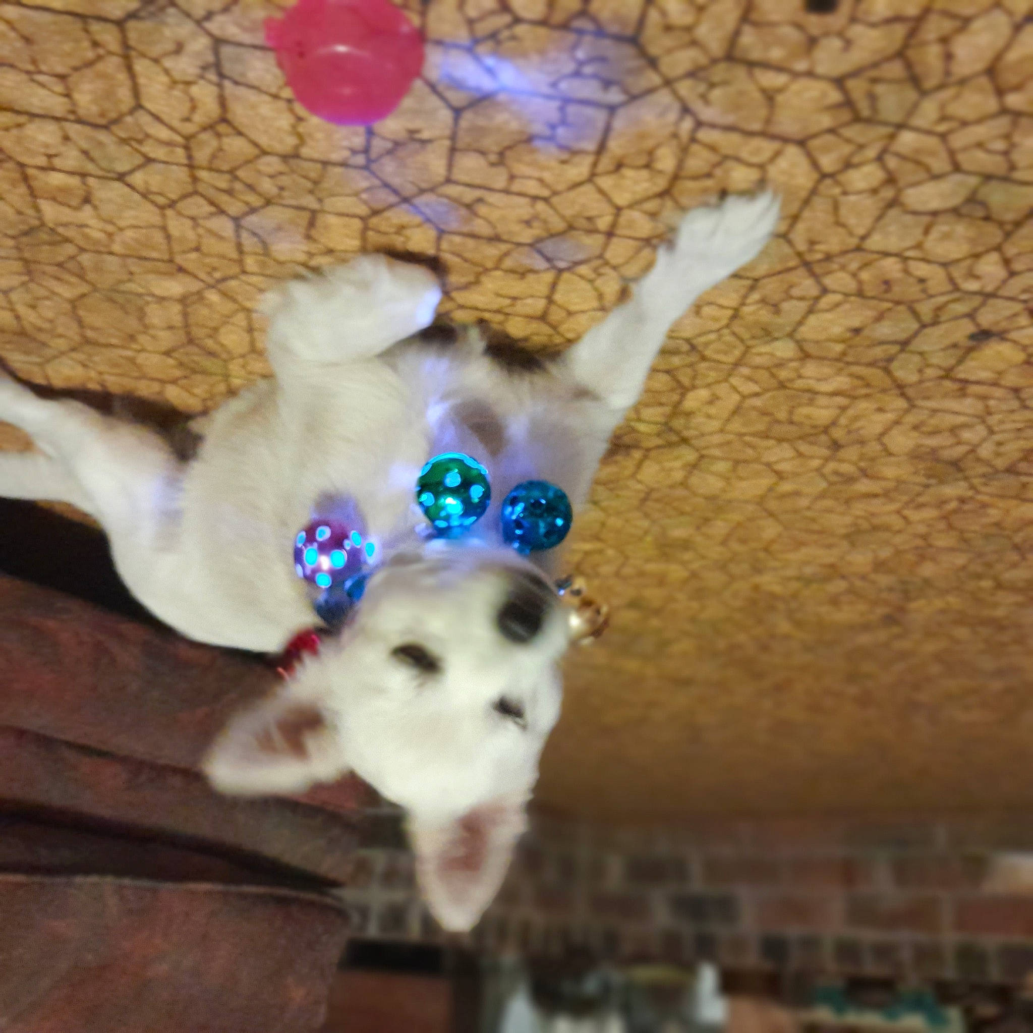 Zena Marie is registered to the contest to win money with this photo: canidae, carnivore, companion_dog, dog, dog_breed, dog_supply, ear, electric_blue, fawn, felidae, flooring, happy, paw, pet_supply, snout, sporting_group, tail, whiskers, wood, working_animal