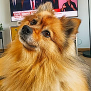 Praline participe au concours pour gagner de l'argent avec cette photo : dog, fluffy, brown, pet, indoor, living_room, television, fur, cute, close_up, animal, domestic_animal, mammal, portrait, face, ears, eyes, nose, houseplant, furniture
