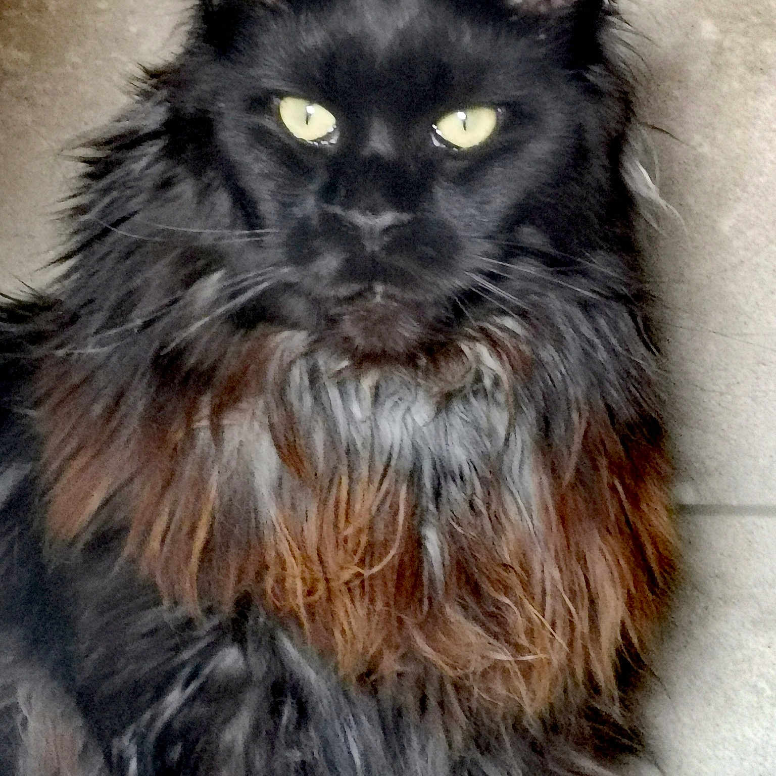 Orphée