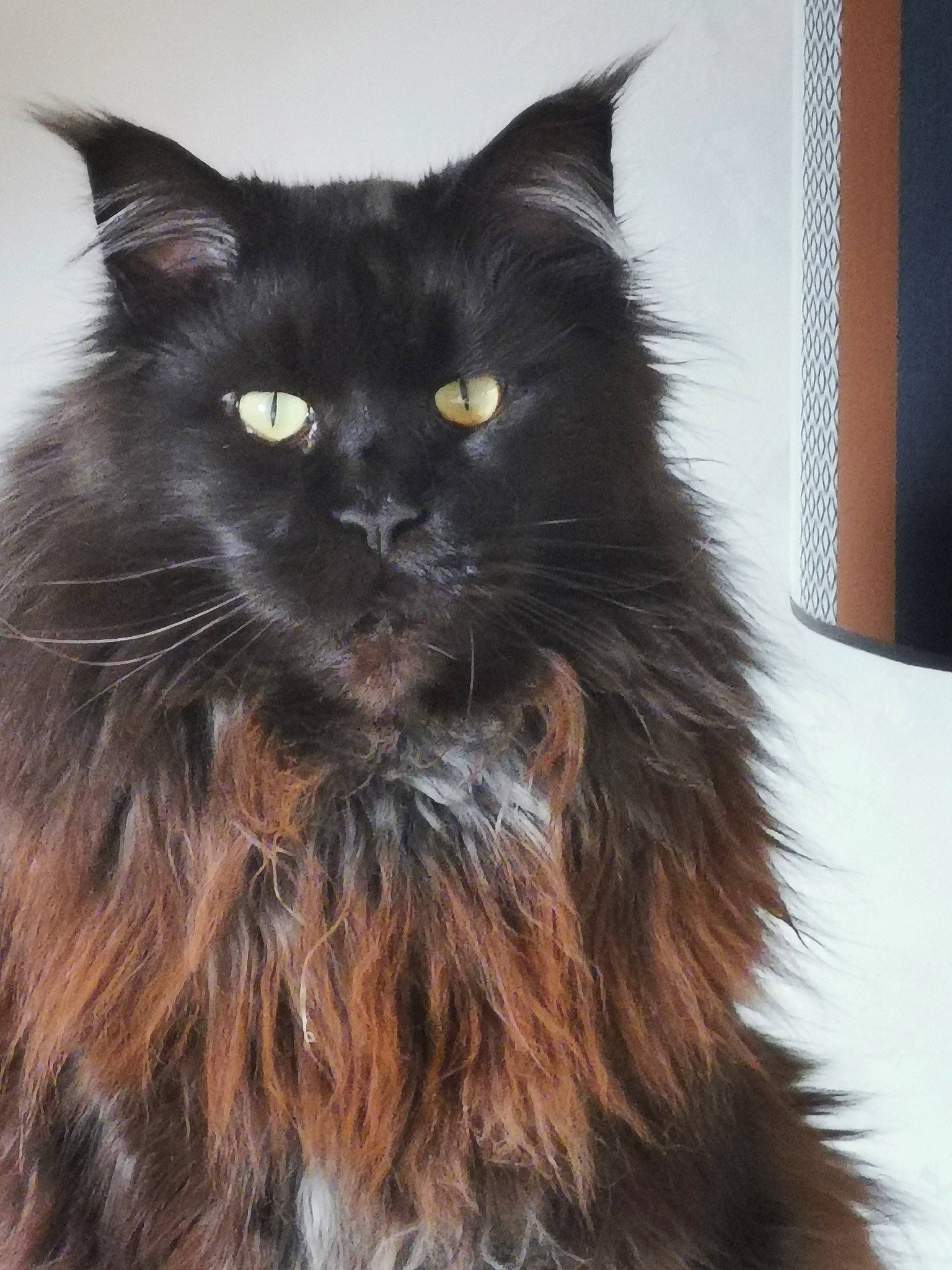 Orphée a rejoint le concours — aidez-le/la à gagner de superbes lots ! black_cat, bombay, british_longhair, carnivore, cat, claw, felidae, fur, grey, mammal, small_to_medium_sized_cats, snout, tail, terrestrial_animal, whiskers, window, working_animal