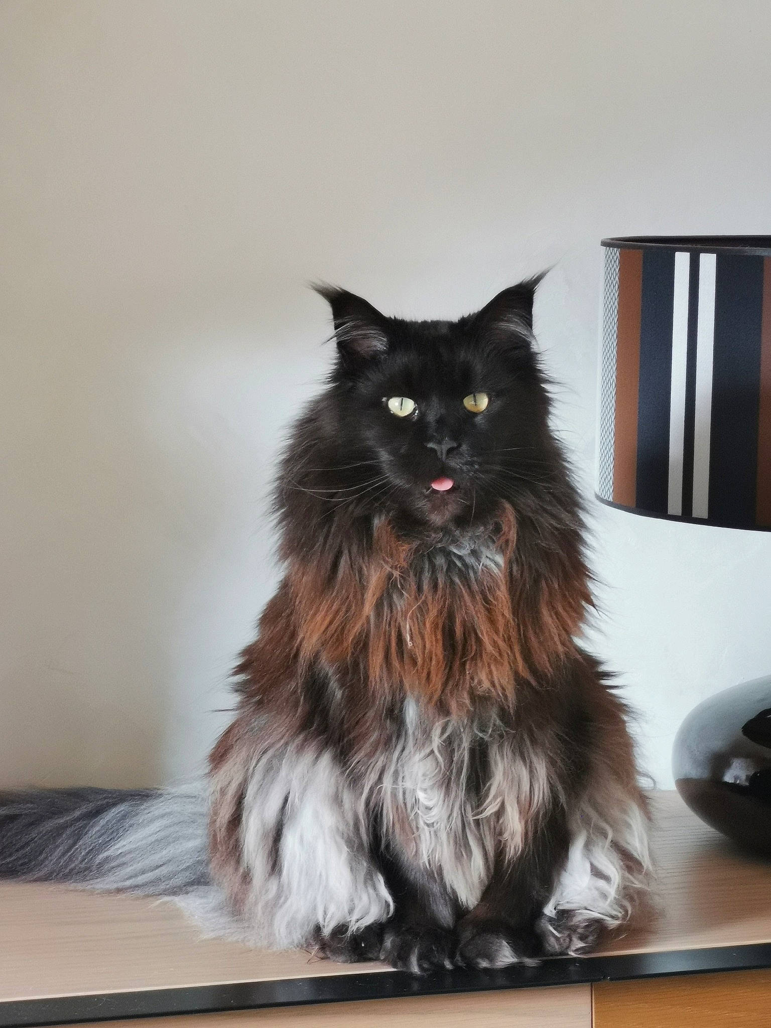 Orphée a rejoint le concours — aidez-le/la à gagner de superbes lots ! black_cat, british_longhair, carnivore, cat, claw, felidae, fur, grey, hardwood, maine_coon, small_to_medium_sized_cats, snout, table, tail, whiskers