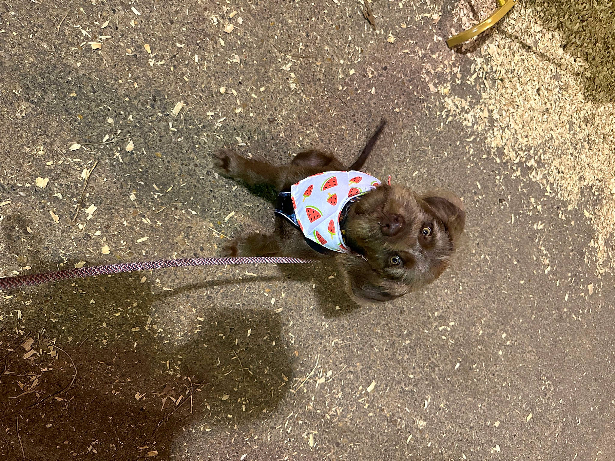 Sam Elliot is registered to the contest to win money with this photo: asphalt, carnivore, companion_dog, concrete, dog, dog_breed, fawn, grass, leash, recreation, road_surface, sand, shadow, sidewalk, soil, tail, tar, terrestrial_animal, water, working_animal