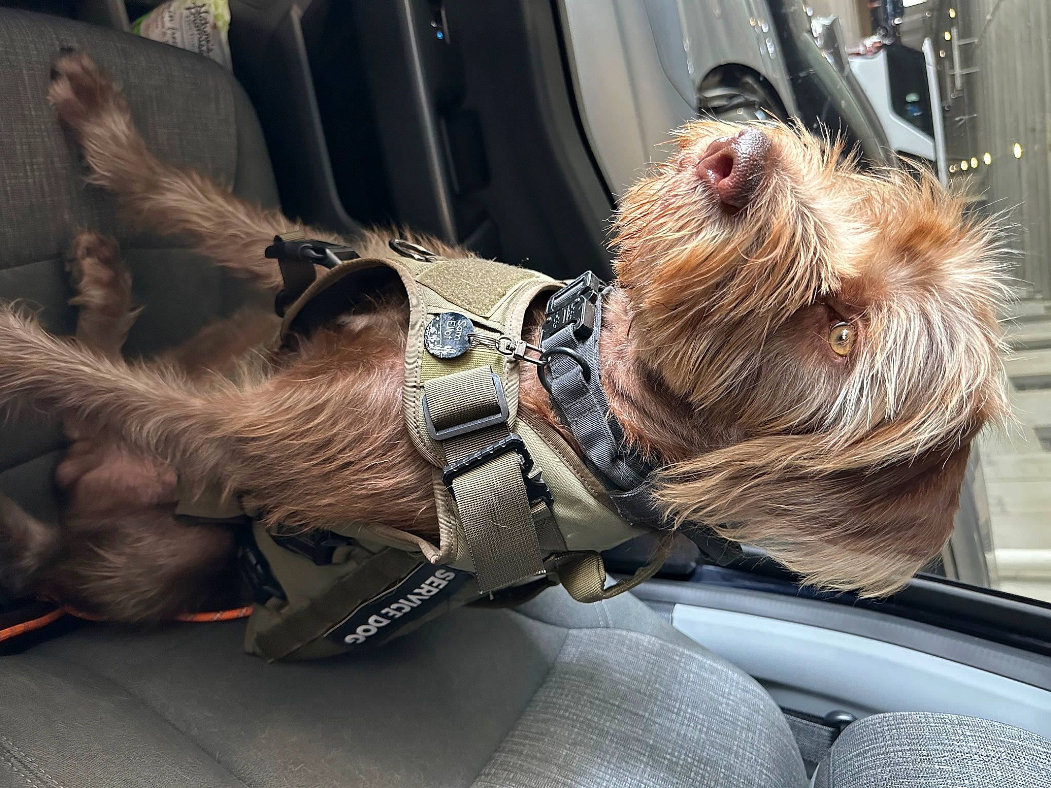 Sam Elliot is registered to the contest to win money with this photo: auto_part, canidae, carnivore, comfort, companion_dog, dog, dog_breed, dog_collar, driving, eyewear, fashion_accessory, fawn, fur, small_terrier, snout, sporting_group, terrier, toy_dog, working_animal, wrinkle