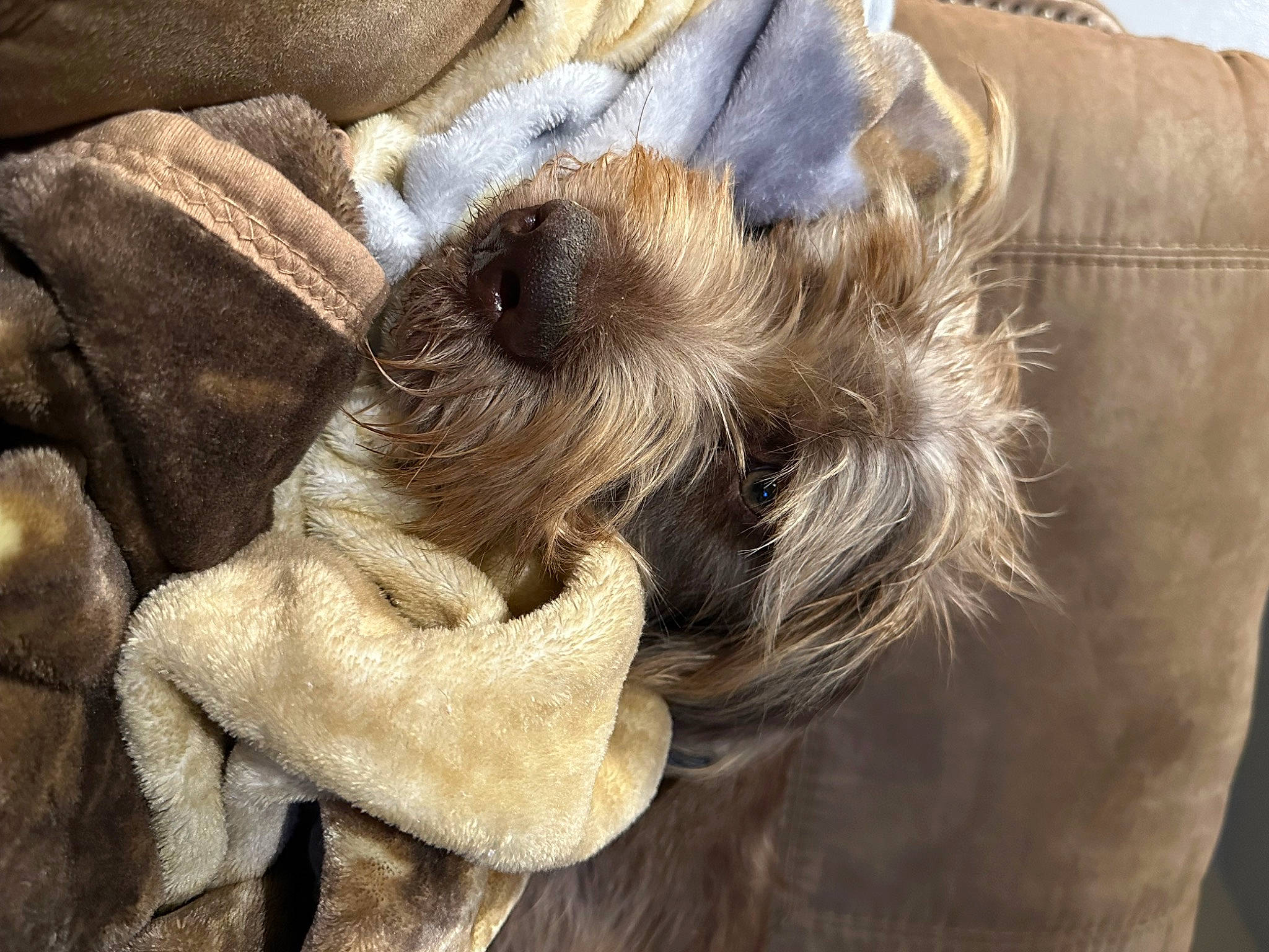 Sam Elliot joined the competition — help win amazing prizes! canidae, carnivore, companion_dog, dog, dog_breed, ear, fawn, fur, liver, paw, snout, sporting_group, terrestrial_animal, toy_dog, working_animal, wrinkle