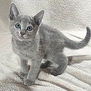 Barron is registered to the contest to win money with this photo: alert, animal, blanket, curious, cute, domestic, ears, feline, friendly, fur, gray_cat, indoors, kitten, pet, small, soft, standing, tail, whiskers, young