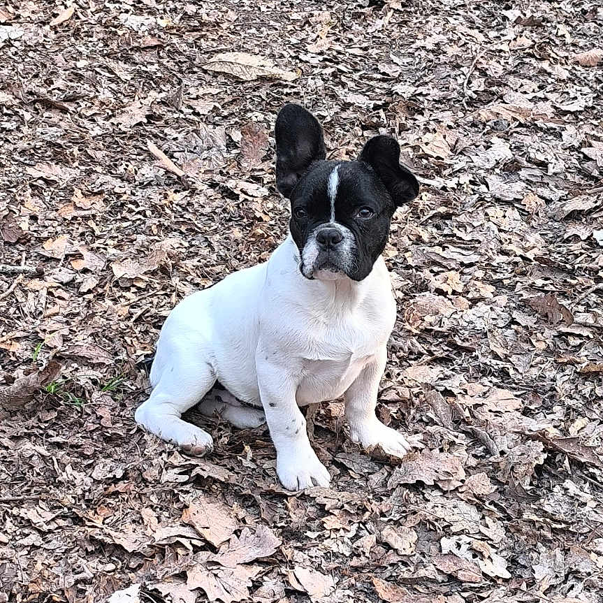 Stitch a rejoint le concours — aidez-le/la à gagner de superbes lots ! dog, puppy, black_and_white, sitting, leaves, outdoor, nature, animal, pet, ears, ground, fall, cute, young, canine, fur, alert, small, portrait, daylight