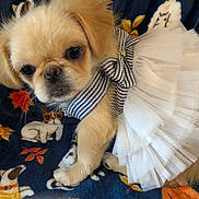 Honey is registered to the contest to win money with this photo: puppy, dog, tutu, bow, white, striped, blanket, cartoon, animal, cute, pet, small, fur, face, ears, paw, clothing, fabric, pattern, indoor