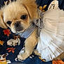 puppy, dog, tutu, bow, white, striped, blanket, cartoon, animal, cute, pet, small, fur, face, ears, paw, clothing, fabric, pattern, indoor