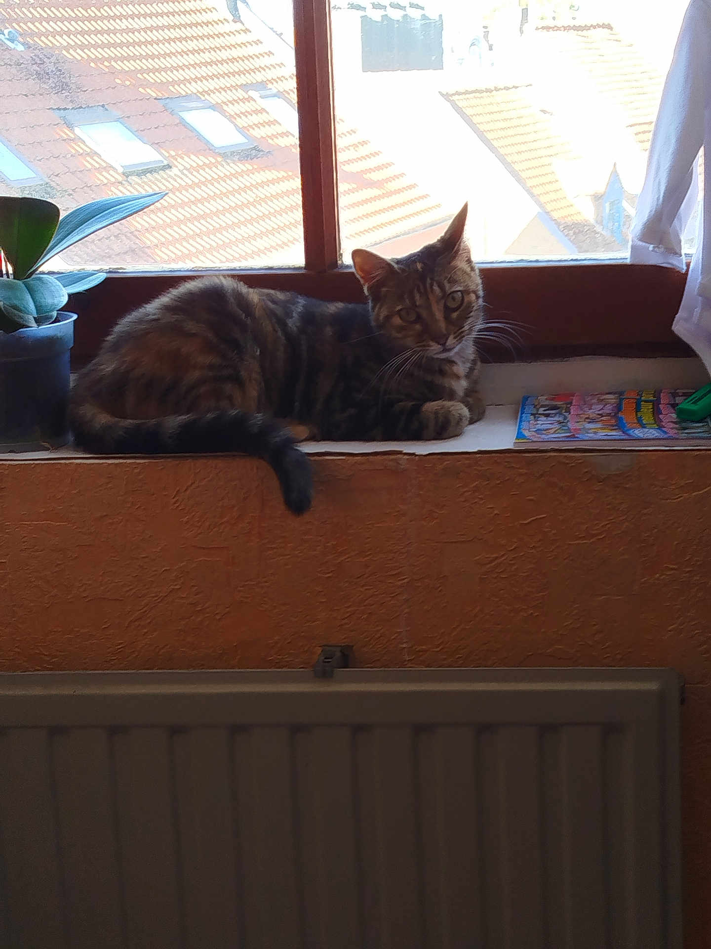 Apryl participe au concours pour gagner de l'argent avec cette photo : cat, tabby_cat, windowsill, plant, indoor, window, rooftop, sunlight, pet, animal, curious, relaxed, feline, mammal, domestic, resting, magazine, colorful, home, cozy