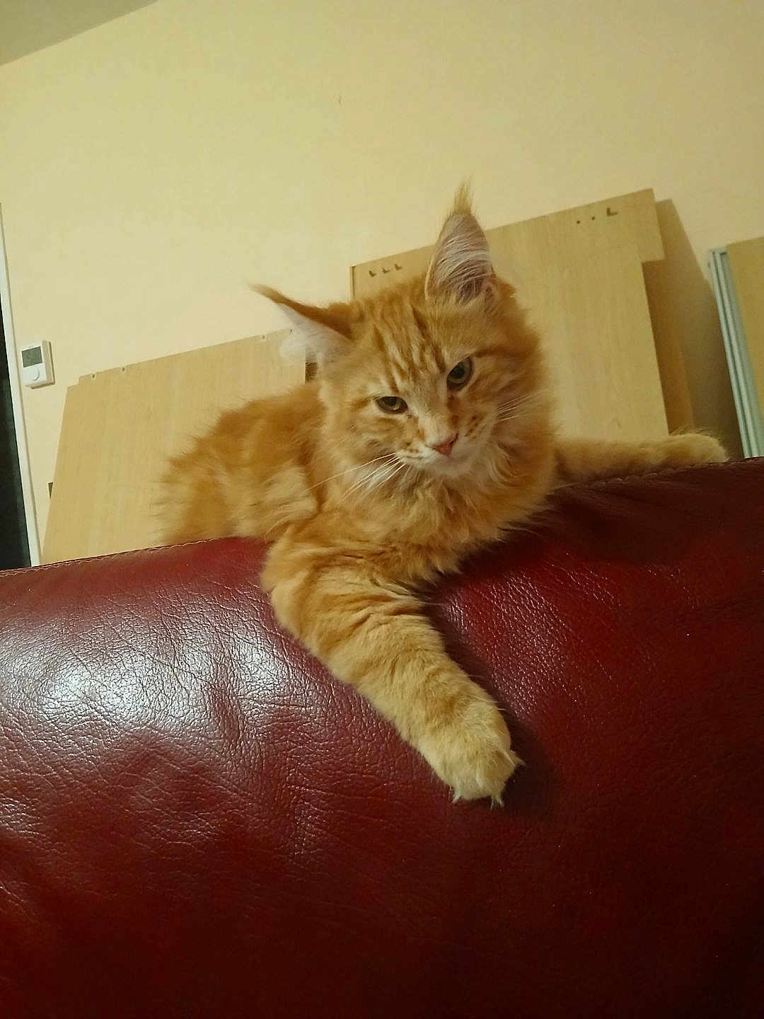 Alphonse participe au concours pour gagner de l'argent avec cette photo : cat, orange_tabby, fluffy, feline, pet, indoor, leather_couch, relaxed, lounging, wooden_boards, thermostat, home_interior, fur, whiskers, ears, paw, curious, brown, red, domestic_animal
