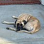 Cowboy is registered to the contest to win money with this photo: animal, black_face, brick_steps, canine, concrete, curled_up, dog, ears, large_dog, outdoor, patio, pavement, pet, quiet, relaxed, resting, shadow, sunlight, tail, tan_coat