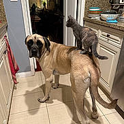 Cowboy joined the competition — help win amazing prizes! animal, bowl, cabinet, canine, cat, countertop, curious, dog, domestic, doorway, feline, indoor, kitchen, lamp, light_switch, pet, plant, plate_stack, tile_floor, wooden_chair