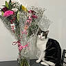 Tony participe au concours pour gagner de l'argent avec cette photo : cat, tuxedo_cat, pet, animal, bouquet, flowers, gerbera, lily, baby_breath, pink_flowers, red_flowers, vase, glass_vase, table, reflection, indoor, home, sitting, portrait, black_and_white