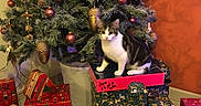 Tony a rejoint le concours — aidez-le/la à gagner de superbes lots ! cat, christmas_tree, christmas, gifts,  presents, holiday, indoor, pet, animal, tabby, white_cat, black_and_white, sitting, portrait, ornaments, baubles, wrapping_paper, festive, home_decor, floor