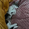 Tony participe au concours pour gagner de l'argent avec cette photo : kitten, cat, sleeping, white_fur, gray_fur, tabby, pink_nose, closed_eyes, cute, cozy, blanket, bed, indoor, relaxed, lying_down, curled_up, pet, fluffy, soft_texture, portrait