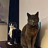 cat, gray_cat, pet, animal, sitting, portrait, yellow_eyes, whiskers, ears, tail, wooden_cabinet, furniture, toy_robot, indoors, home, wall, curtain, tabletop, centered_subject, photography
