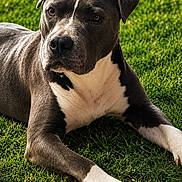 Oggy a rejoint le concours — aidez-le/la à gagner de superbes lots ! dog, canine, pet, grass, outdoor, animal, lying_down, white_paws, gray_coat, portrait, nature, sunlight, ears, snout, fur, mammal, companion, relaxed, alert, daytime