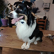 Taïko participe au concours pour gagner de l'argent avec cette photo : animal, balloons, black_and_white, chair, collar, decor, dog, fur, happy, home, indoor, lightbox, looking_away, pet, photo_frame, plant, potted_plant, table, tongue_out, wooden_table
