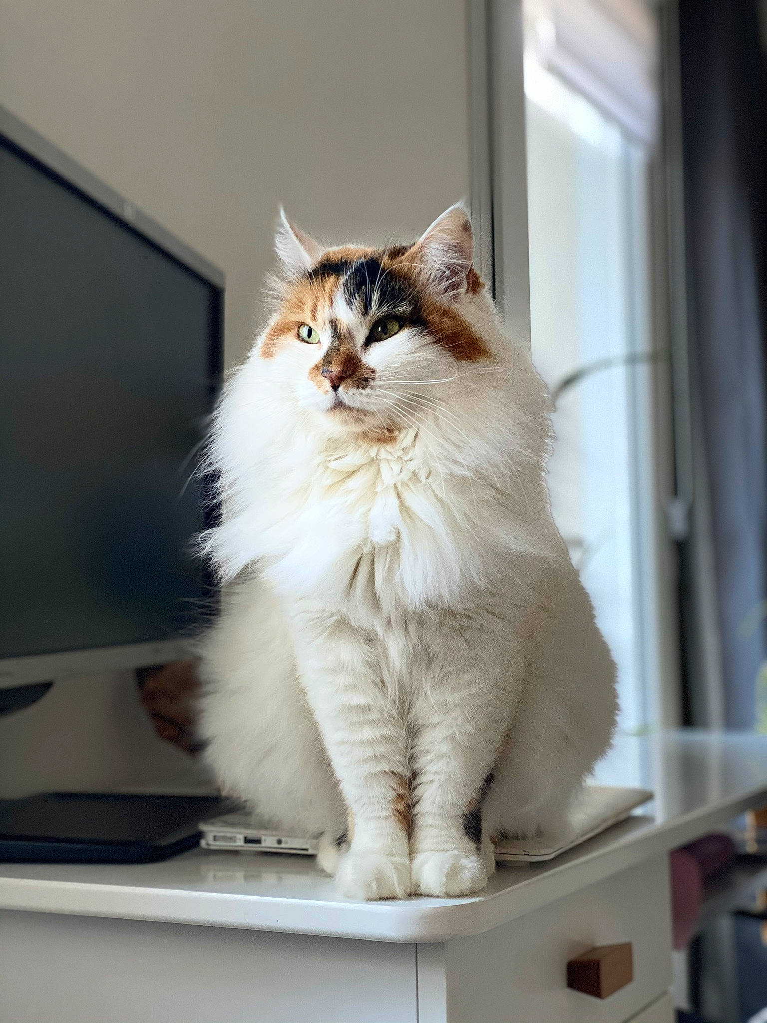 Chatoune participe au concours pour gagner de l'argent avec cette photo : british_longhair, carnivore, cat, felidae, fur, sitting, small_to_medium_sized_cats, tail, television, whiskers, window