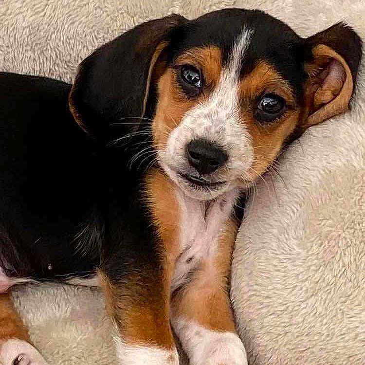 Seamus
