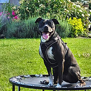 Lewis participe au concours pour gagner de l'argent avec cette photo : dog, pet, animal, trampoline, garden, grass, flowers, greenery, sunny, outdoor, harness, black_and_white, happy, sitting, nature, summer, playful, canine, smiling, backyard