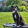 dog, pet, animal, trampoline, garden, grass, flowers, greenery, sunny, outdoor, harness, black_and_white, happy, sitting, nature, summer, playful, canine, smiling, backyard