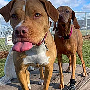 Cooper joined the competition — help win amazing prizes! dog, tongue_out, wooden_platform, blue_sky, clouds, fence, grass, collar, boot, outdoor, pet, canine, playful, sunny, daytime, two_dogs, ears, nose, paws, animal