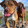 dog, tongue_out, wooden_platform, blue_sky, clouds, fence, grass, collar, boot, outdoor, pet, canine, playful, sunny, daytime, two_dogs, ears, nose, paws, animal