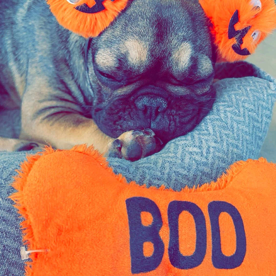 Vegas participe au concours pour gagner de l'argent avec cette photo : animal, boxer, bulldog, canine, cushion, dog, face, frenchbulldog, head, homedecor, hound, person, pet, photography, portrait, pug, puppy, sleeping, text, toy