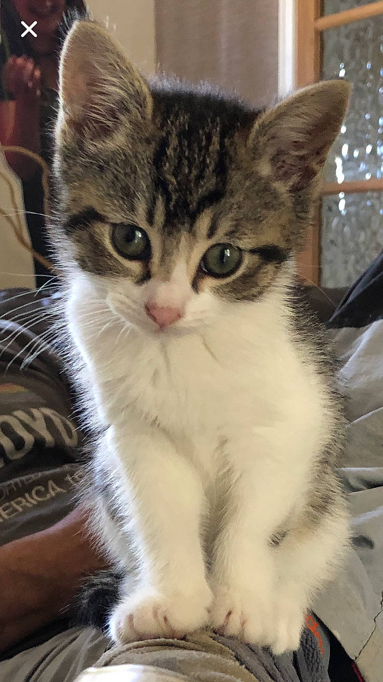 Stevie is registered to the contest to win money with this photo: aegean_cat, american_shorthair, american_wirehair, asian, british_semi_longhair, carnivore, cat, domestic_short_haired_cat, european_shorthair, fawn, felidae, kitten, mammal, polydactyl_cat, siberian, small_to_medium_sized_cats, snout, tabby_cat, vertebrate, whiskers