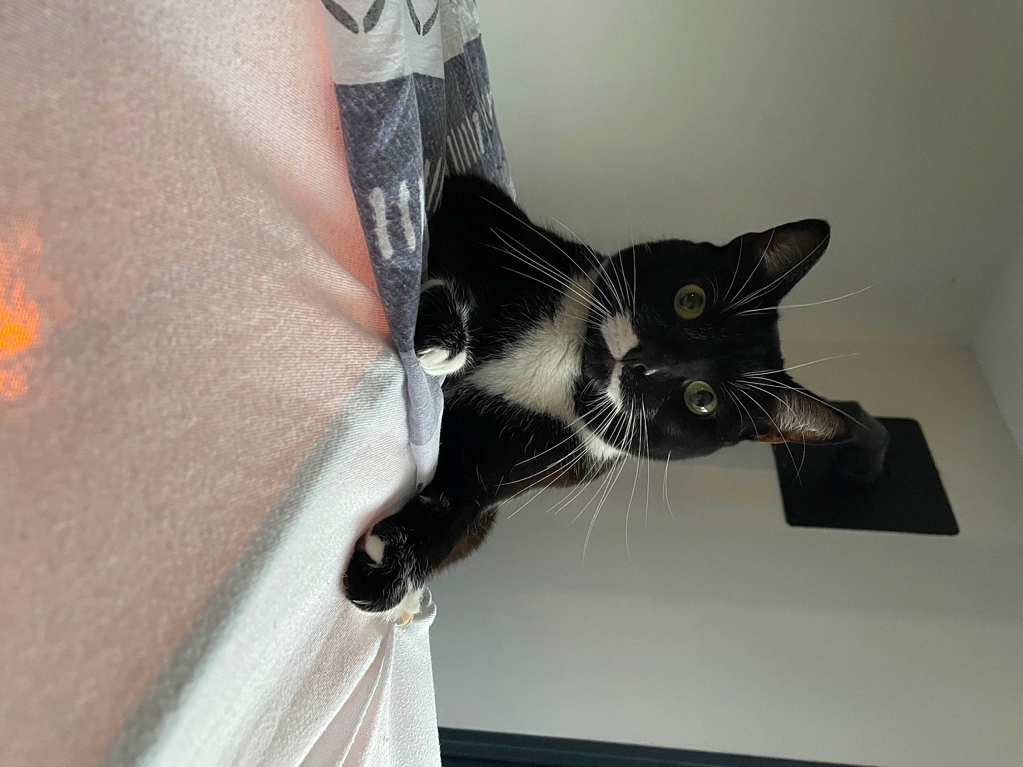 Pooky participe au concours pour gagner de l'argent avec cette photo : black_cat, carnivore, cat, comfort, domestic_short_haired_cat, felidae, fur, grey, room, sculpture, small_to_medium_sized_cats, tail, whiskers, window