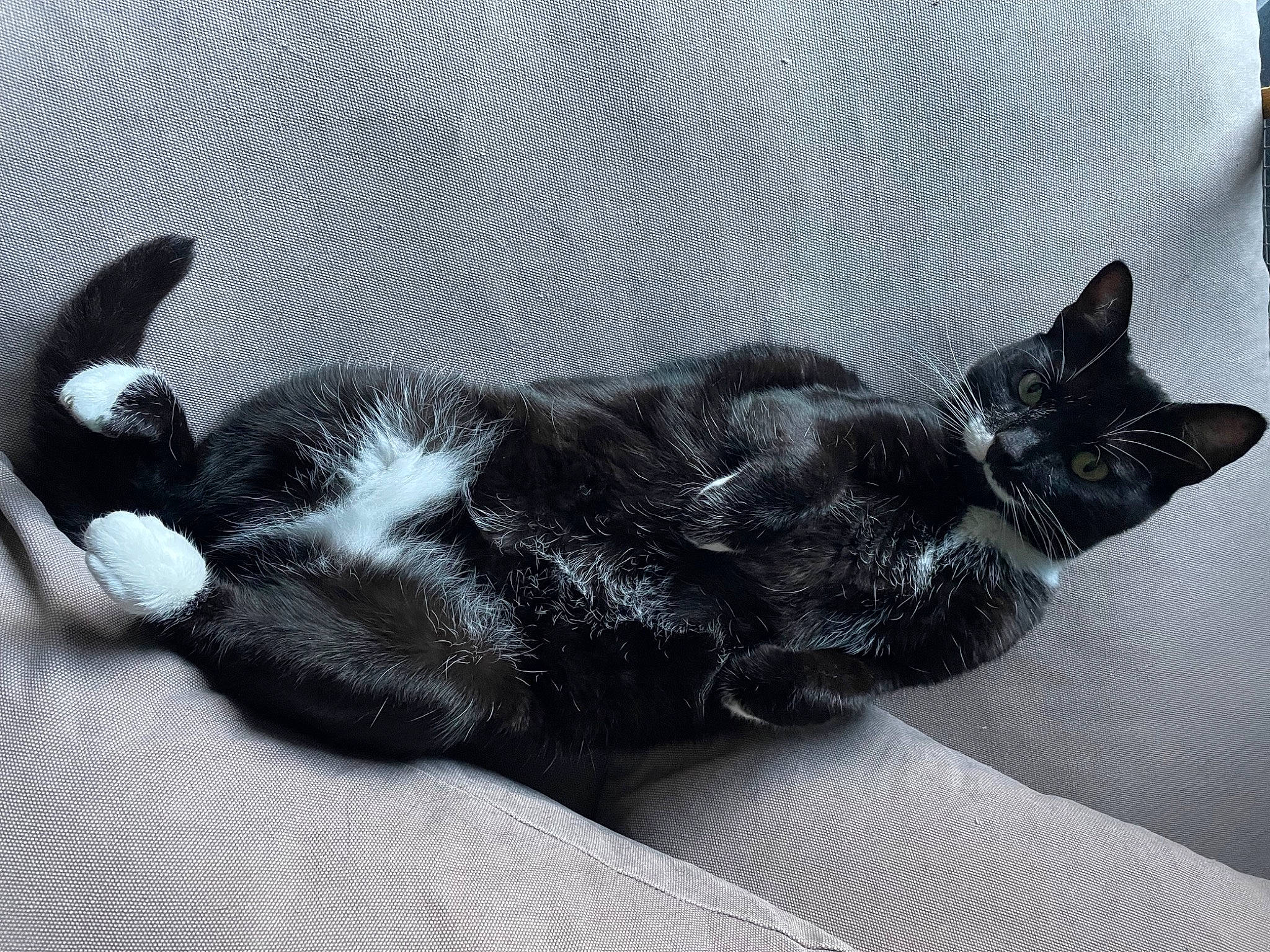 Pooky a rejoint le concours — aidez-le/la à gagner de superbes lots ! black_cat, carnivore, cat, claw, comfort, dog_breed, domestic_short_haired_cat, eye, felidae, foot, fur, grey, monochrome_photography, nap, paw, small_to_medium_sized_cats, snout, tail, terrestrial_animal, whiskers