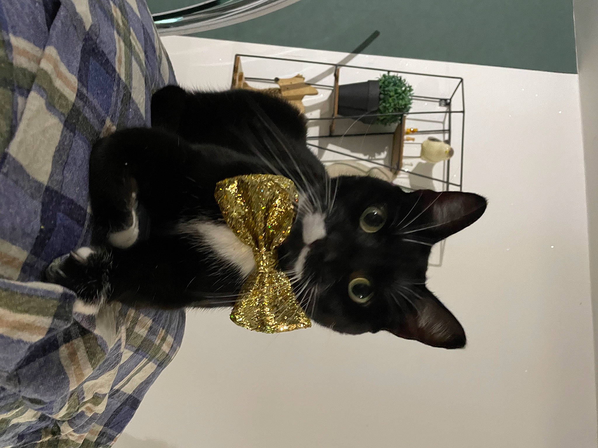 Pooky participe au concours pour gagner de l'argent avec cette photo : art, black_cat, bombay, carmine, carnivore, cat, domestic_short_haired_cat, felidae, fur, houseplant, pattern, personal_protective_equipment, plant, small_to_medium_sized_cats, snout, tail, tartan, visual_arts, whiskers, window