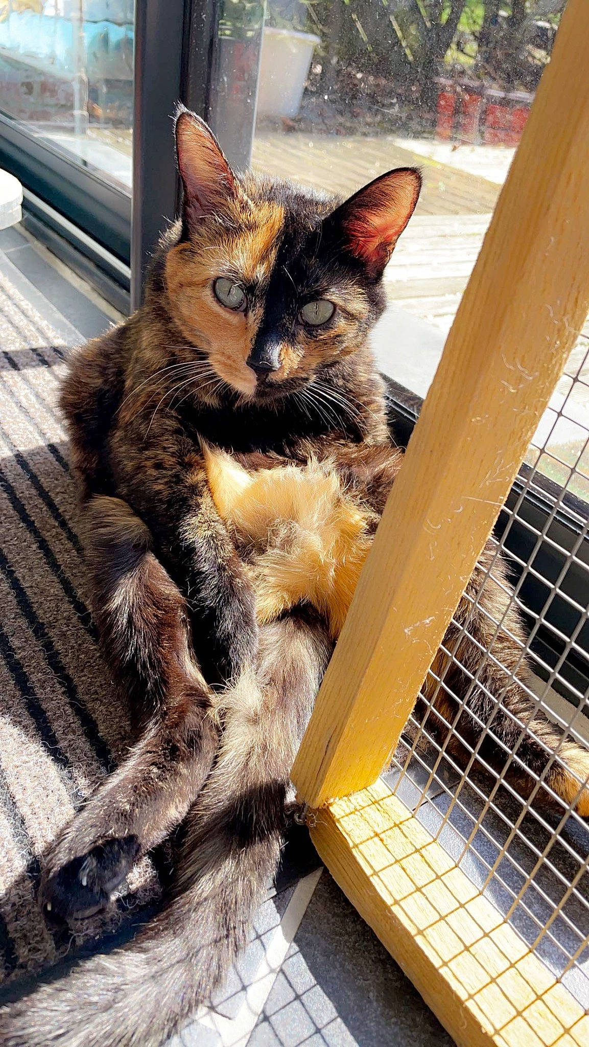 Miquette participe au concours pour gagner de l'argent avec cette photo : animal_shelter, carnivore, cat, cat_supply, claw, domestic_short_haired_cat, felidae, fur, mesh, metal, paw, pet_supply, service, small_to_medium_sized_cats, snout, tail, terrestrial_animal, whiskers, window