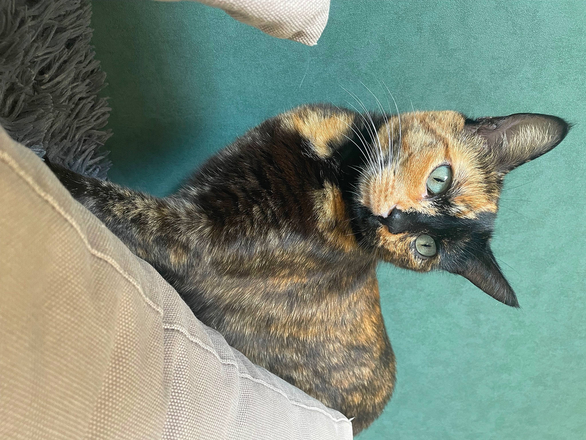 Miquette participe au concours pour gagner de l'argent avec cette photo : canidae, carnivore, cat, claw, dog_breed, domestic_short_haired_cat, eye, felidae, fur, gesture, human_body, small_to_medium_sized_cats, snout, sporting_group, tail, terrestrial_animal, tree, whiskers, wildlife, window