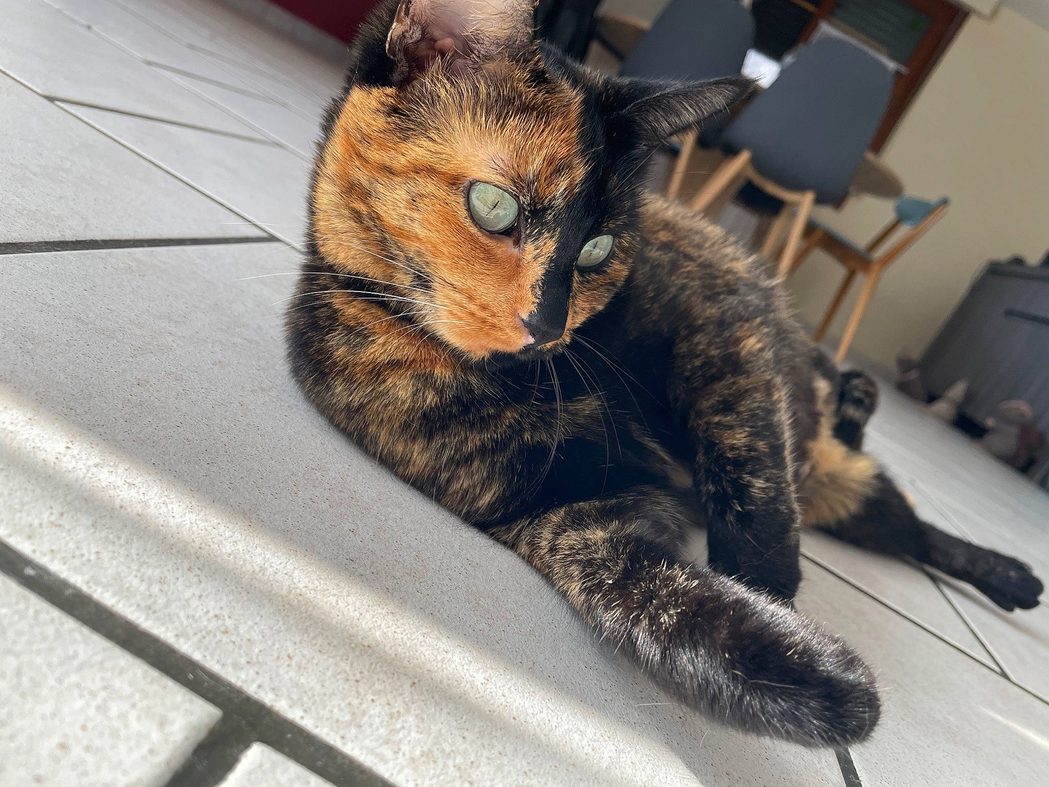 Miquette participe au concours pour gagner de l'argent avec cette photo : carnivore, cat, chair, claw, comfort, domestic_short_haired_cat, eye, eyewear, felidae, flooring, fur, human_leg, metal, paw, sitting, small_to_medium_sized_cats, snout, tail, terrestrial_animal, whiskers