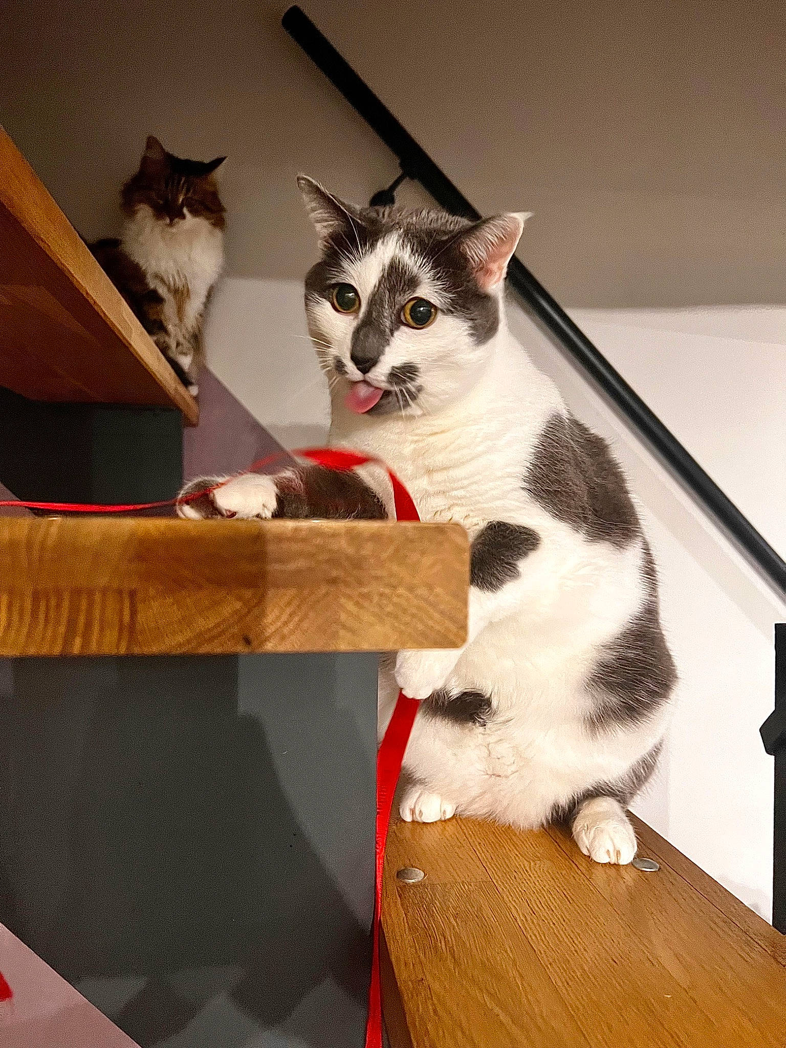 Ruby participe au concours pour gagner de l'argent avec cette photo : box, cardboard, carnivore, carton, cat, cat_supply, comfort, domestic_short_haired_cat, felidae, fur, hardwood, paw, room, shipping_box, sitting, small_to_medium_sized_cats, snout, tail, whiskers, wood