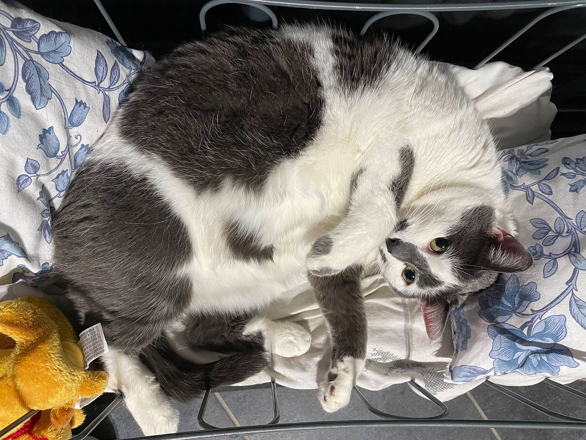 Ruby a rejoint le concours — aidez-le/la à gagner de superbes lots ! animal_shelter, bag, canidae, carnivore, cat, cat_supply, claw, comfort, dog_breed, domestic_short_haired_cat, felidae, fur, nap, paw, photo_caption, small_to_medium_sized_cats, snout, sporting_group, tail, whiskers