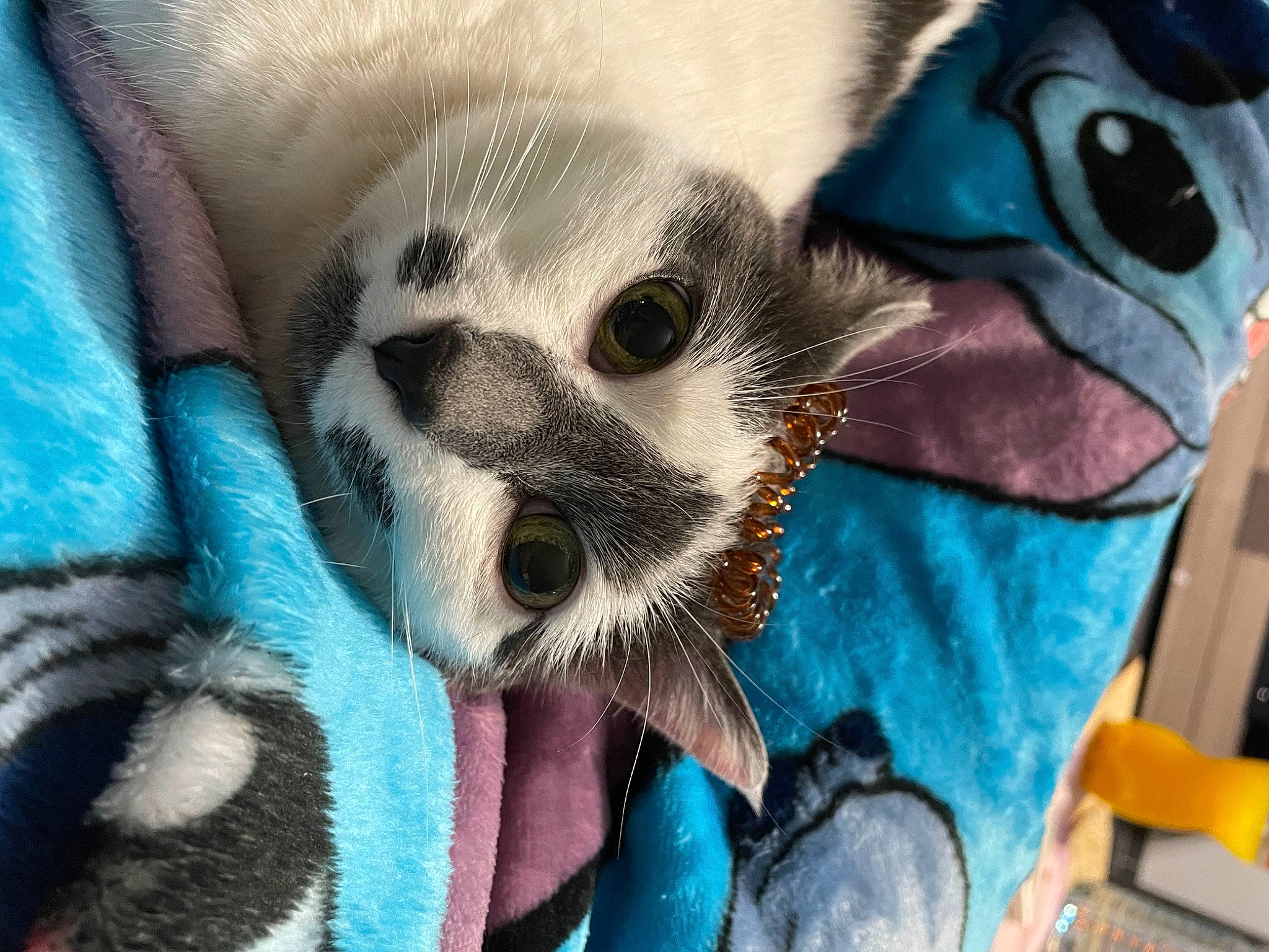 Ruby a rejoint le concours — aidez-le/la à gagner de superbes lots ! carnivore, cat, cat_bed, cat_supply, claw, comfort, domestic_short_haired_cat, electric_blue, fawn, felidae, fur, linens, mammal, paw, small_to_medium_sized_cats, snout, tail, thai, vertebrate, whiskers