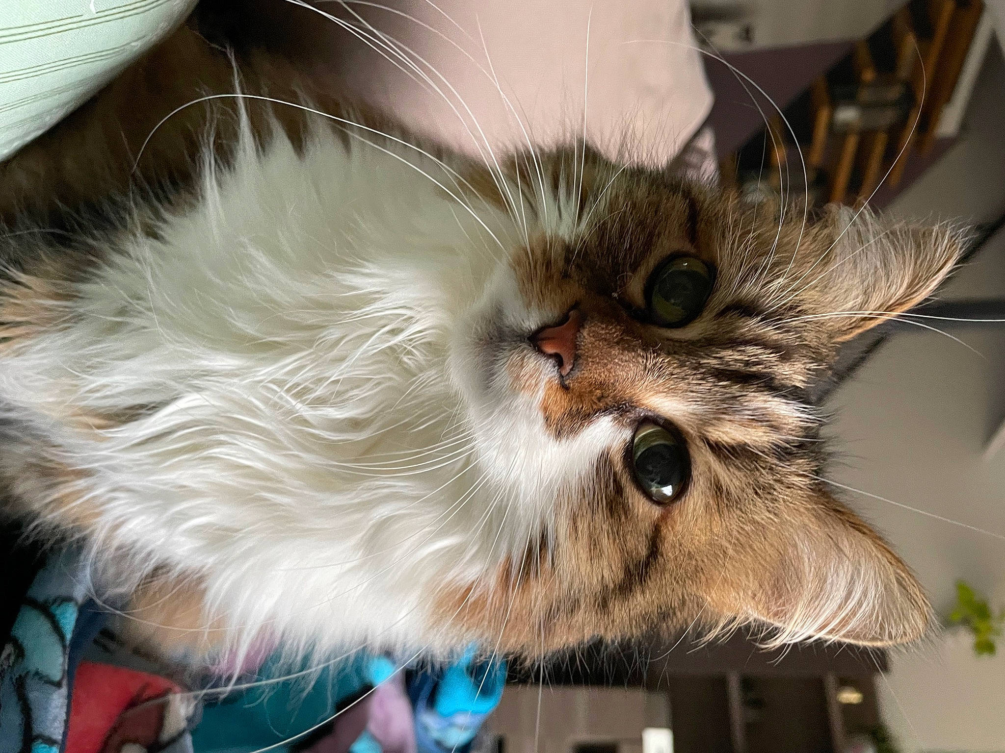 Baby a rejoint le concours — aidez-le/la à gagner de superbes lots ! carnivore, cat, claw, companion_dog, domestic_short_haired_cat, ear, fawn, feather, felidae, fur, paw, photo_caption, plant, small_to_medium_sized_cats, snout, tail, whiskers